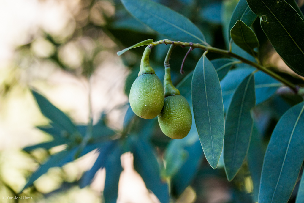 Umbellularia californica (Bay laurel), native California shrub / tree