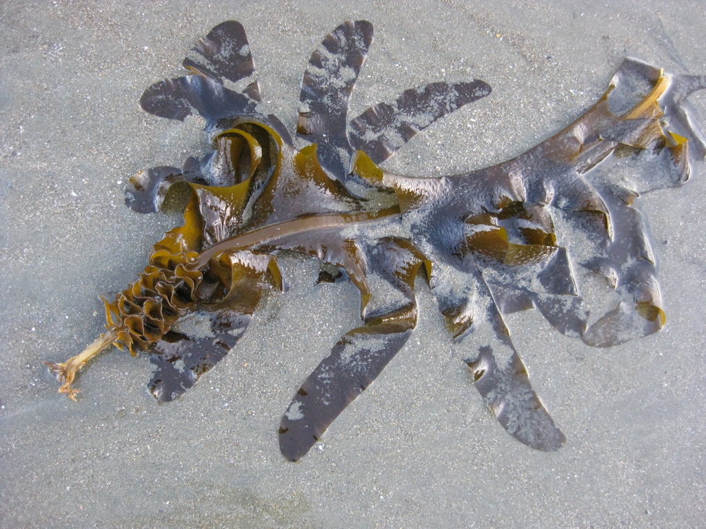 Undaria pinnatifida (Asian seaweed), California algae (seaweed)