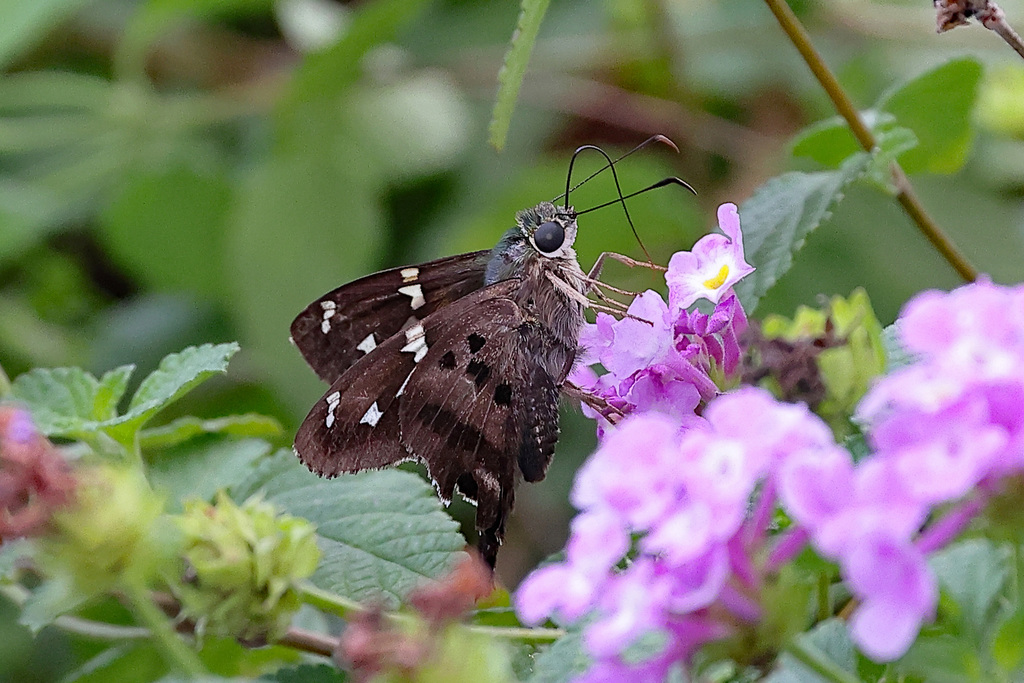 Urbanus simplicius (Plain Longtail), California species