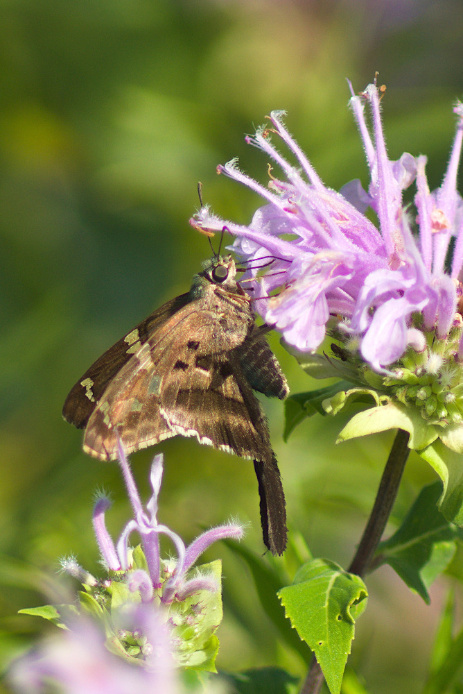 Urbanus proteus (Long-tailed Skipper), California species