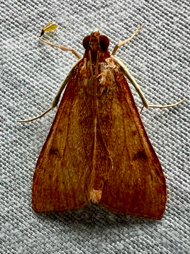 Uresiphita reversalis (Genista Broom Moth), California species