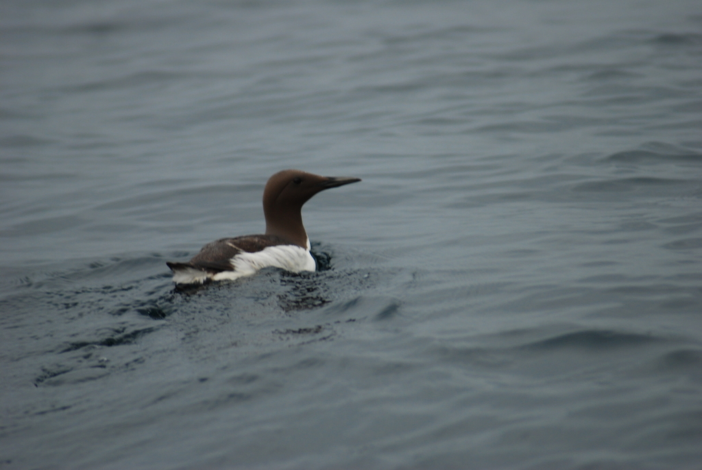 Uria aalge (Common Murre), California species