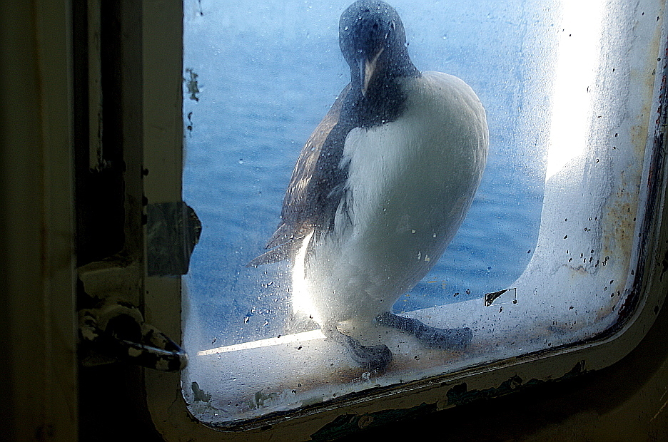 Uria lomvia (Thick-billed Murre), California species