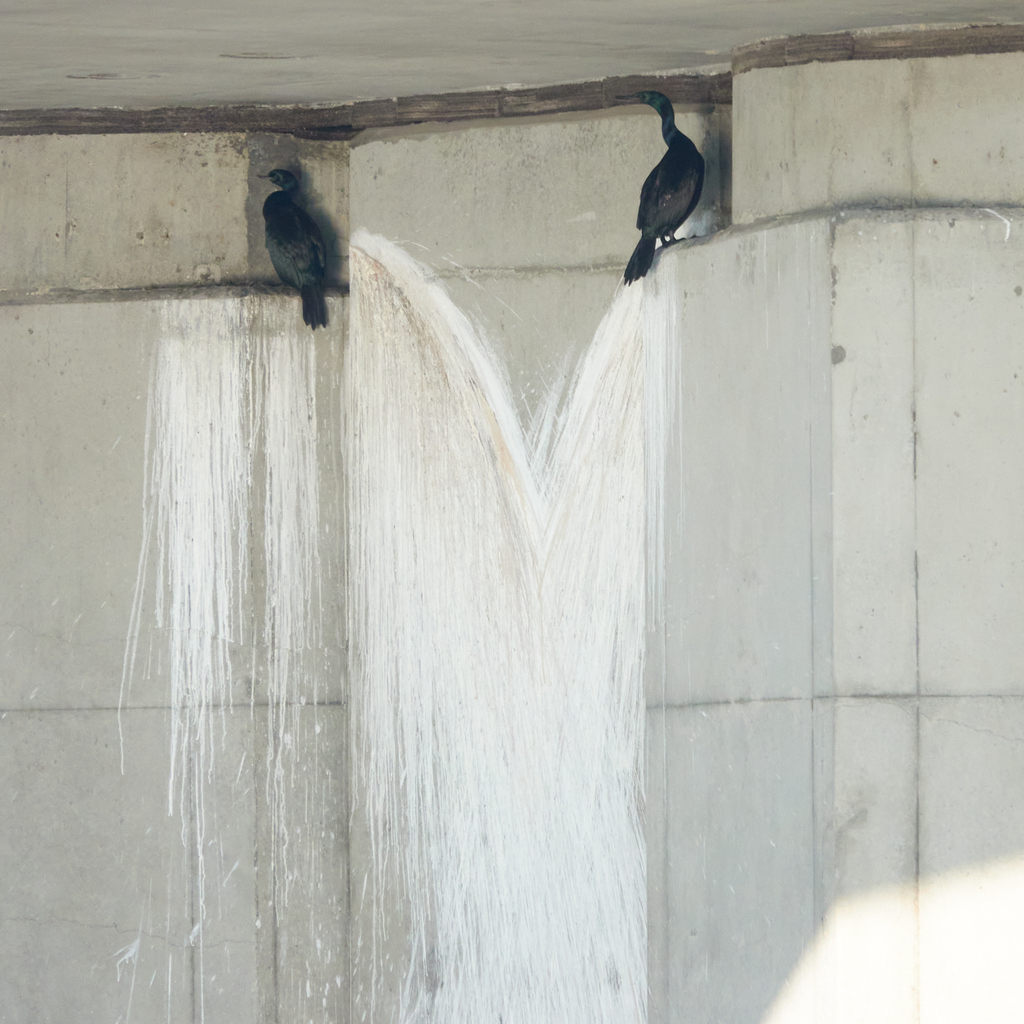 Urile pelagicus (Pelagic Cormorant), California species