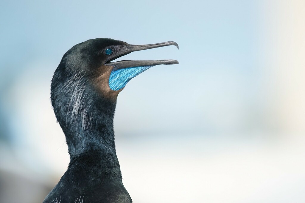 Urile penicillatus (Brandt's Cormorant), California species