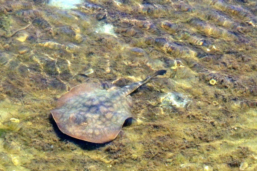 Urobatis halleri (Haller's Round Ray), California species