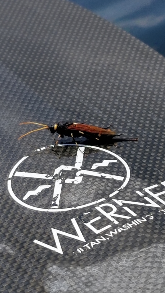 Urocerus californicus (California Horntail), California species