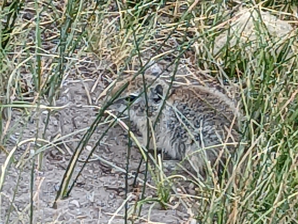 Urocitellus beldingi (Belding's Ground Squirrel), California species