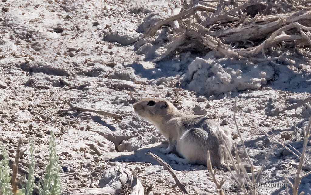 Urocitellus mollis (Piute Ground Squirrel), California species