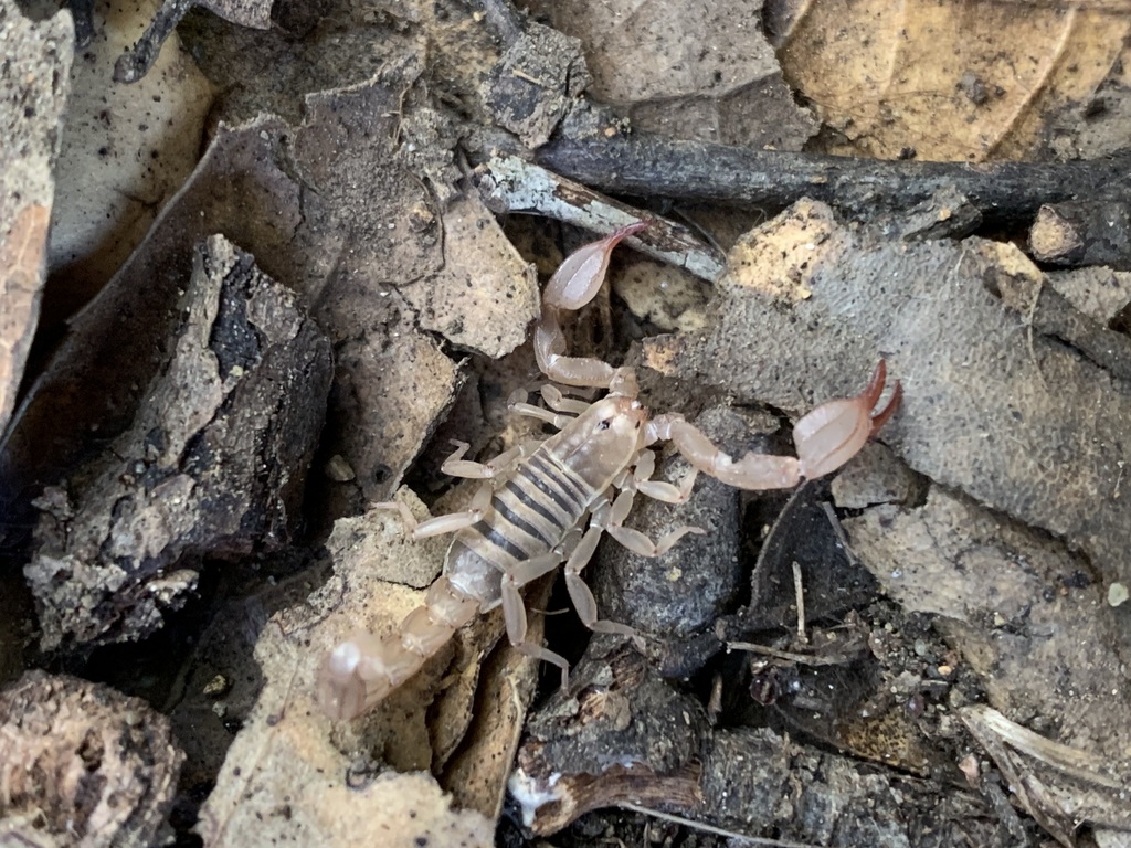 Uroctonites montereus, California species