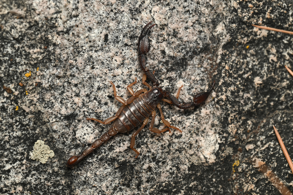 Uroctonus franckei, California species