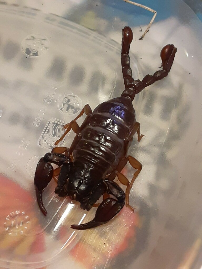 Uroctonus mordax (Western Forest Scorpion), California species