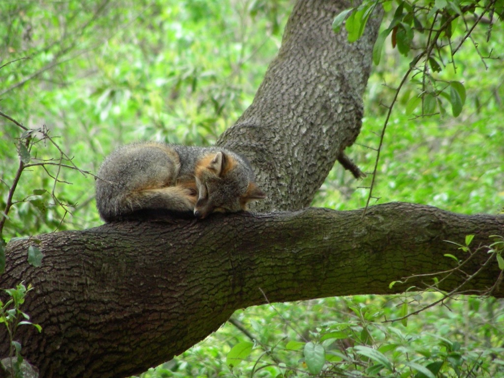 Urocyon cinereoargenteus (Gray Fox), California species