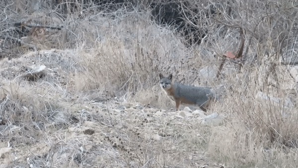 Urocyon littoralis catalinae (Santa Catalina Island Fox), California species