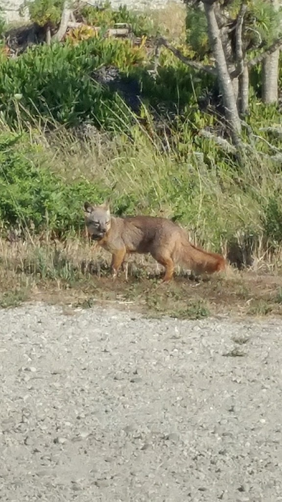 Urocyon littoralis dickeyi (San Nicolas Island Fox), California species
