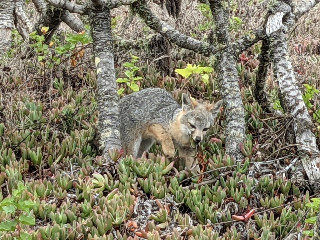 Urocyon littoralis littoralis (San Miguel Island Fox), California species