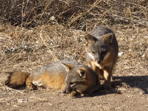 Urocyon littoralis santacruzae (Santa Cruz Island Fox), California species