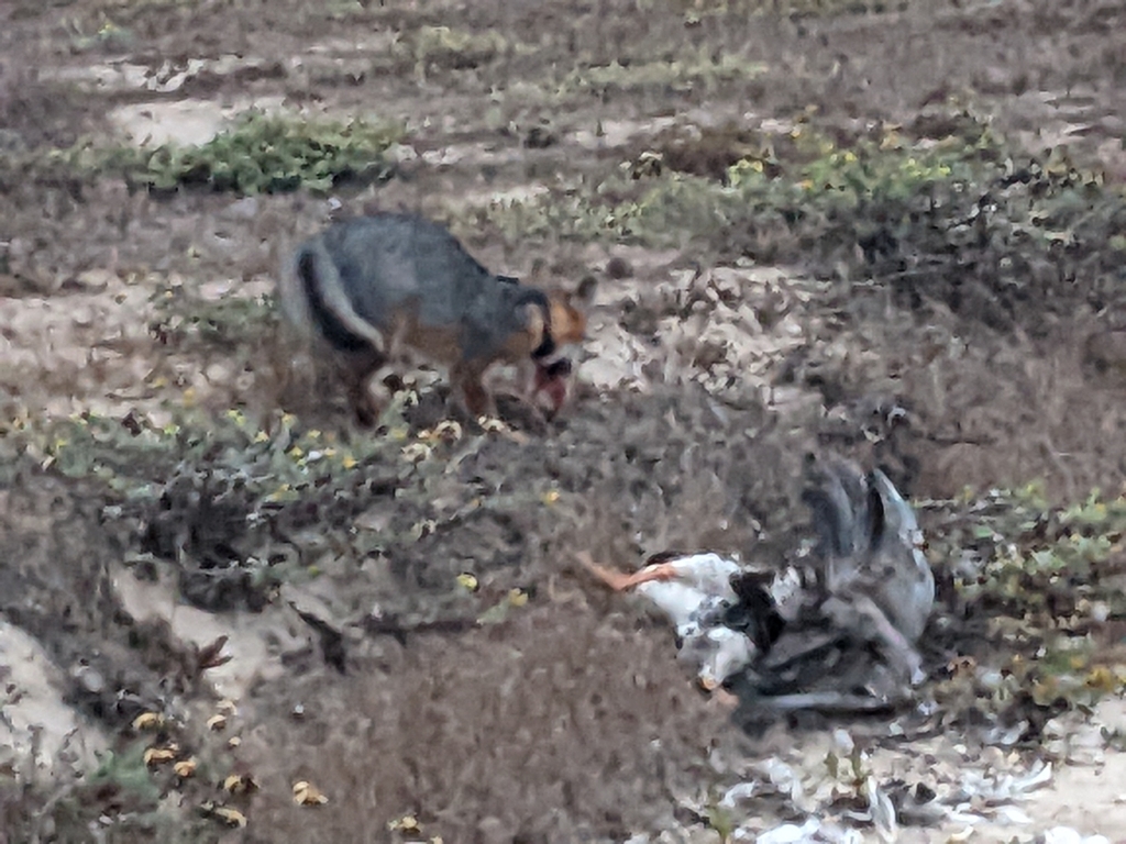 Urocyon littoralis santarosae (Santa Rosa Island Fox), California species