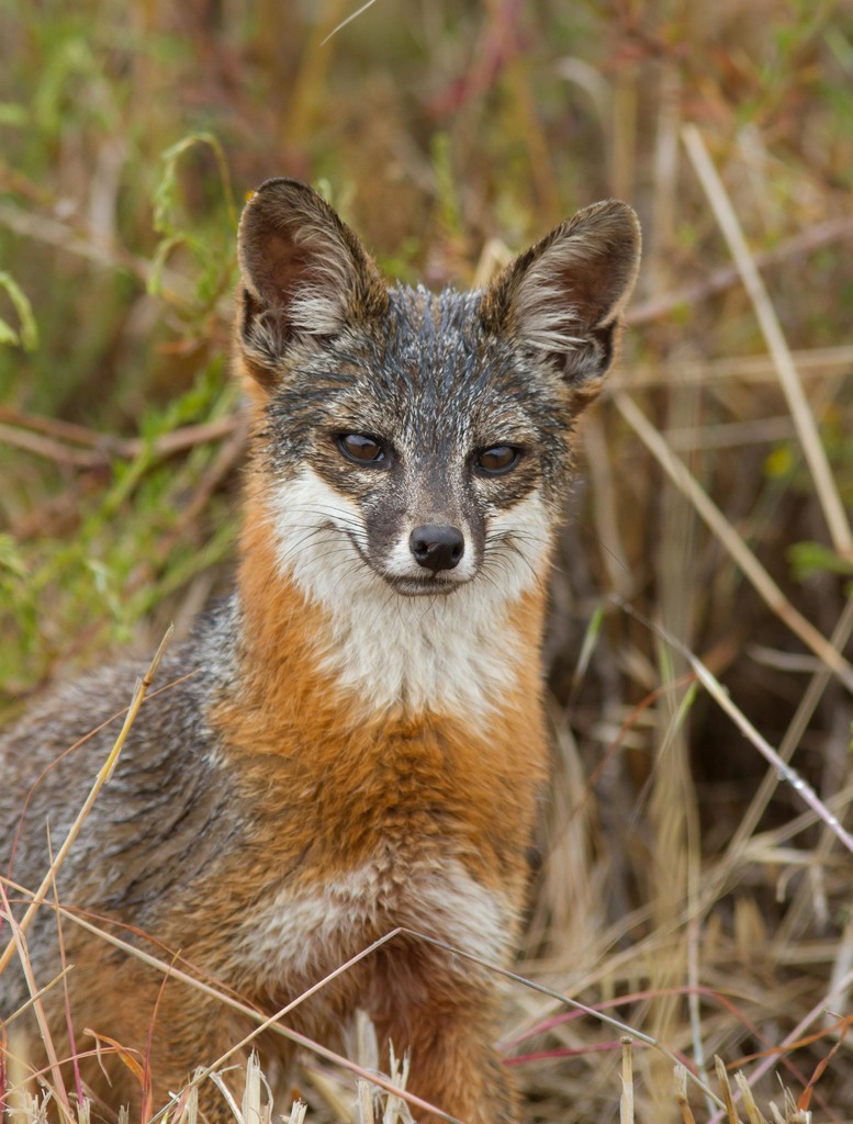 Urocyon littoralis clementae (San Clemente Island Fox), California species