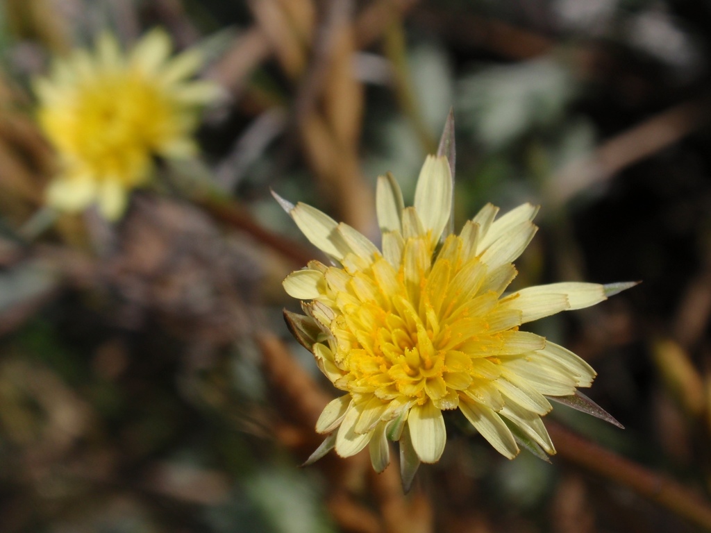 Uropappus lindleyi (Silver puffs), native California herb