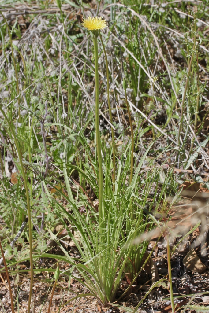 Uropappus sp. (Silverpuffs), native California annual