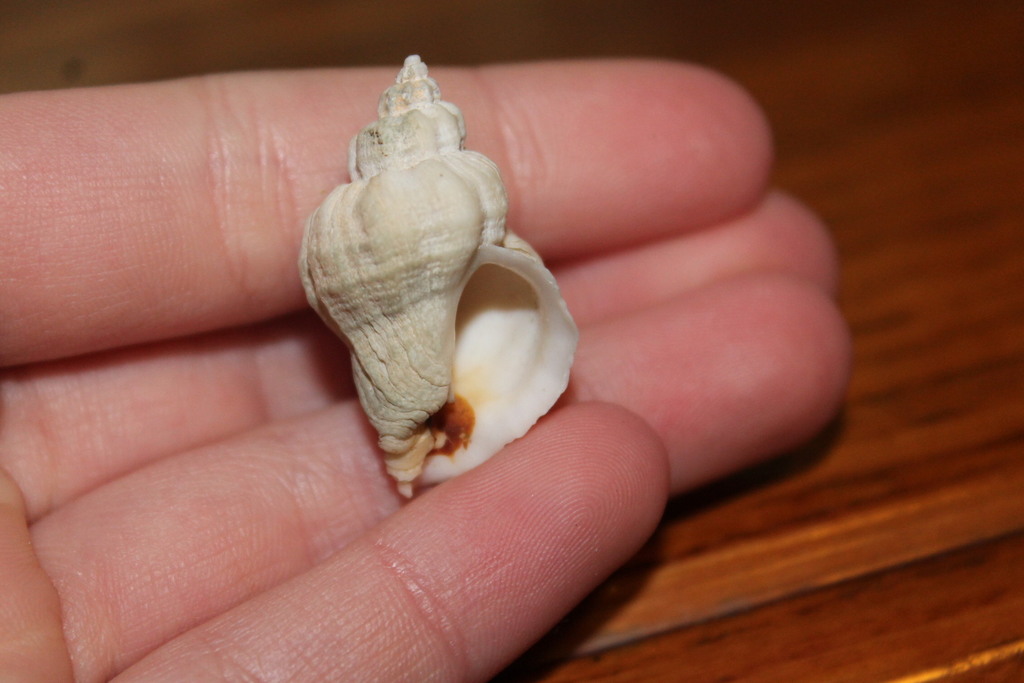 Urosalpinx cinerea (Eastern Oyster Drill), California species