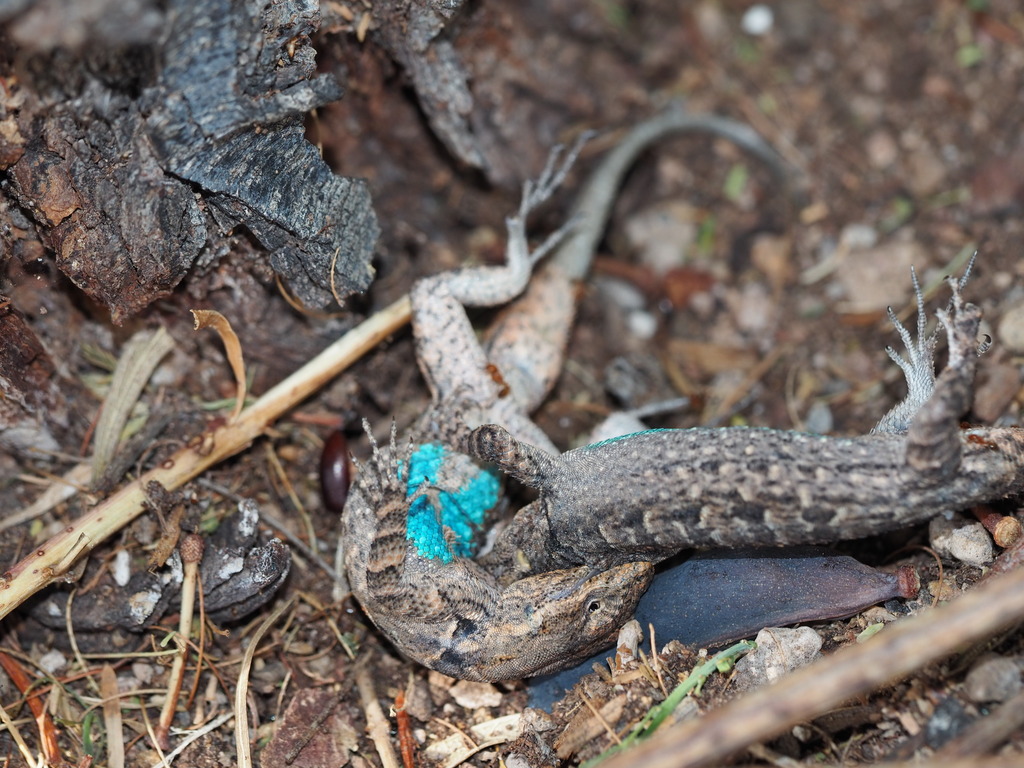 Urosaurus ornatus (Ornate Tree Lizard), California species