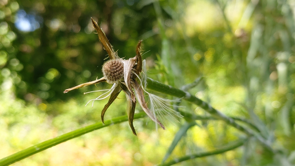 Urospermum picroides (Bristly tail seed), non-native California herb