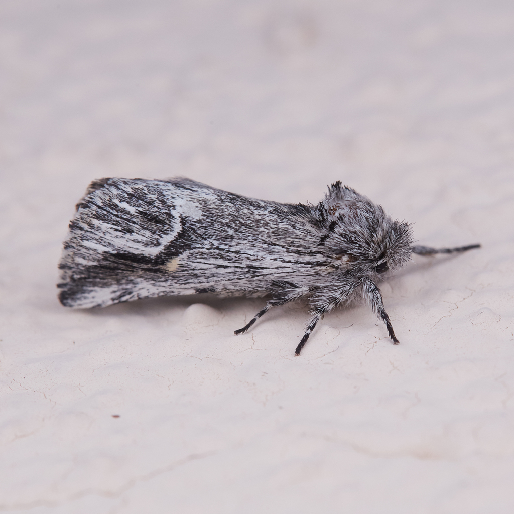 Ursia noctuiformis, California species