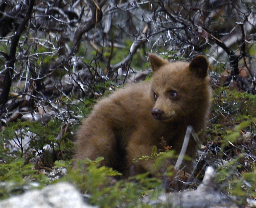 Ursus americanus (American Black Bear), California species