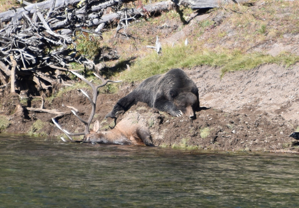 Ursus arctos horribilis (Grizzly bear), California species