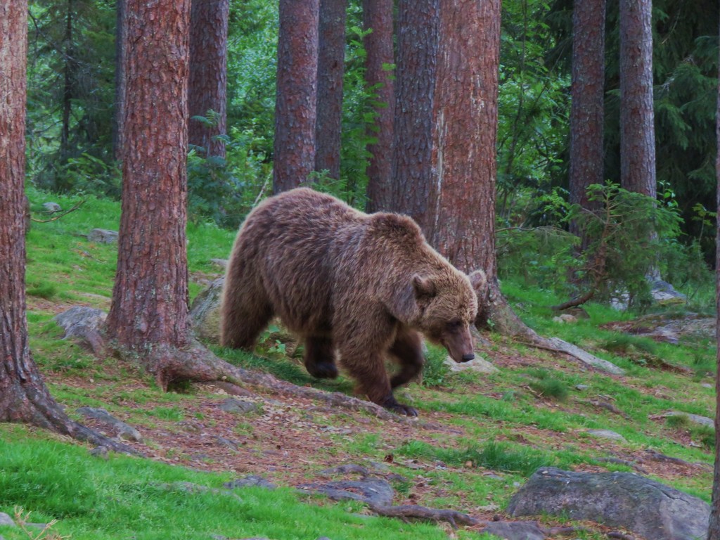 Ursus arctos pruinosus (Brown bear), California species