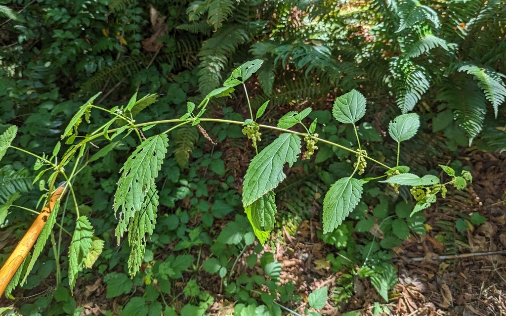 Urtica gracilis — parent species of Urtica gracilis subsp. holosericea