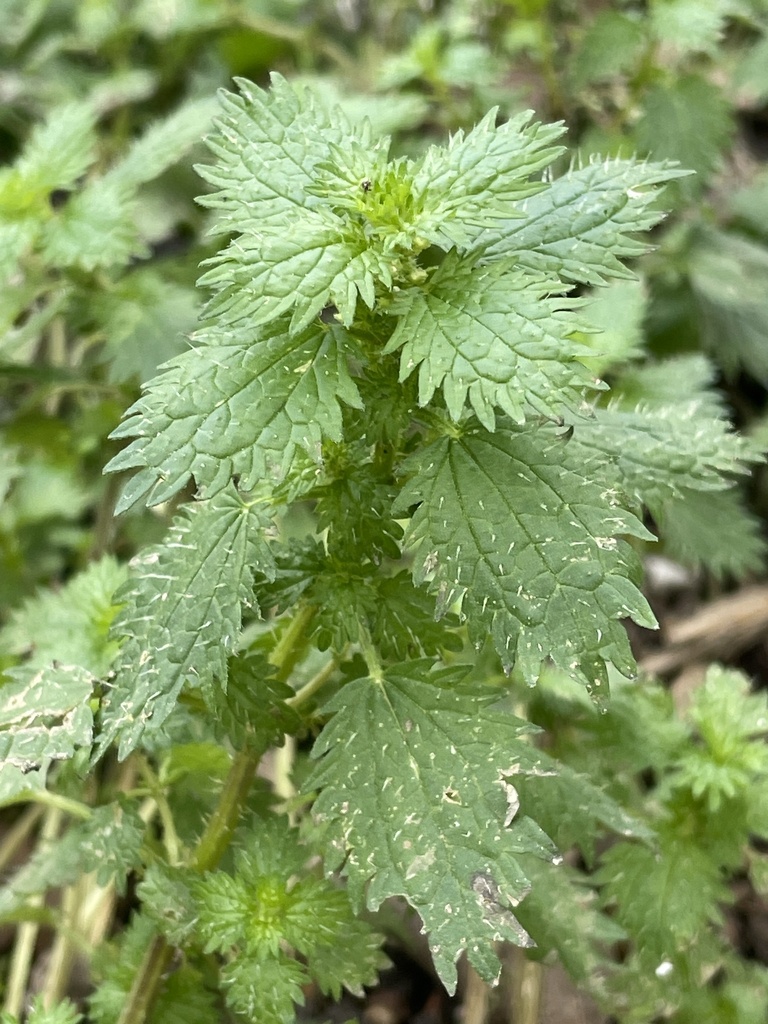 Urtica urens (Dwarf nettle), non-native California herb