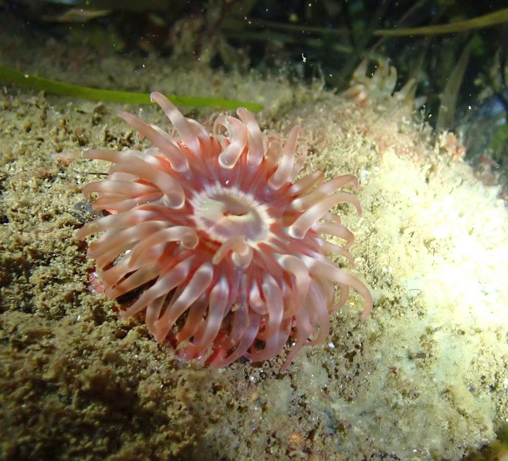 Urticina clandestina (Pacific Stubby Rose Anemone), California species