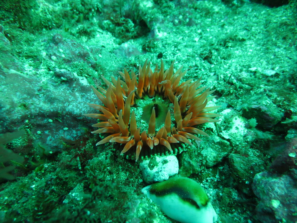 Urticina mcpeaki (McPeak's Anemone), California species