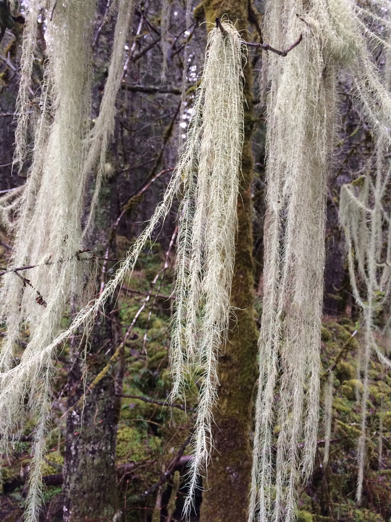 Usnea longissima (Methuselah's beard lichen), California species