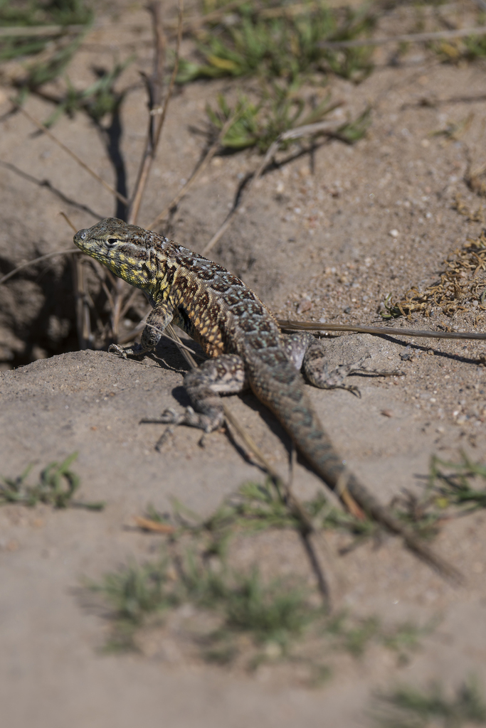 Uta stansburiana (Common Side-Blotched Lizard), California species