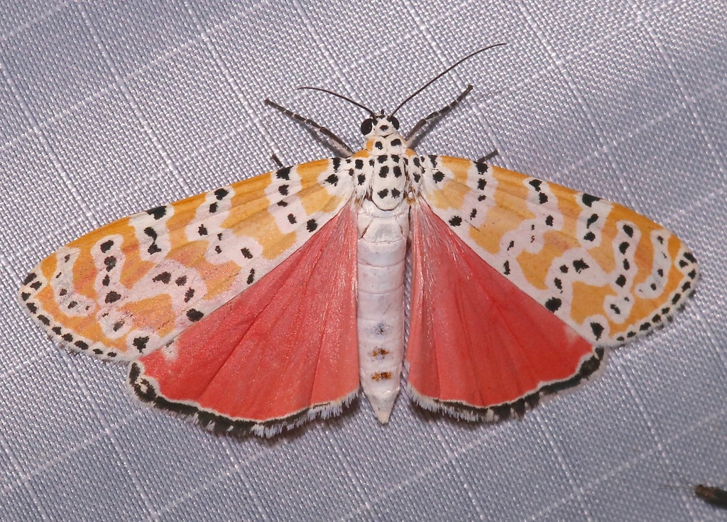 Utetheisa ornatrix (Bella Moth), California species