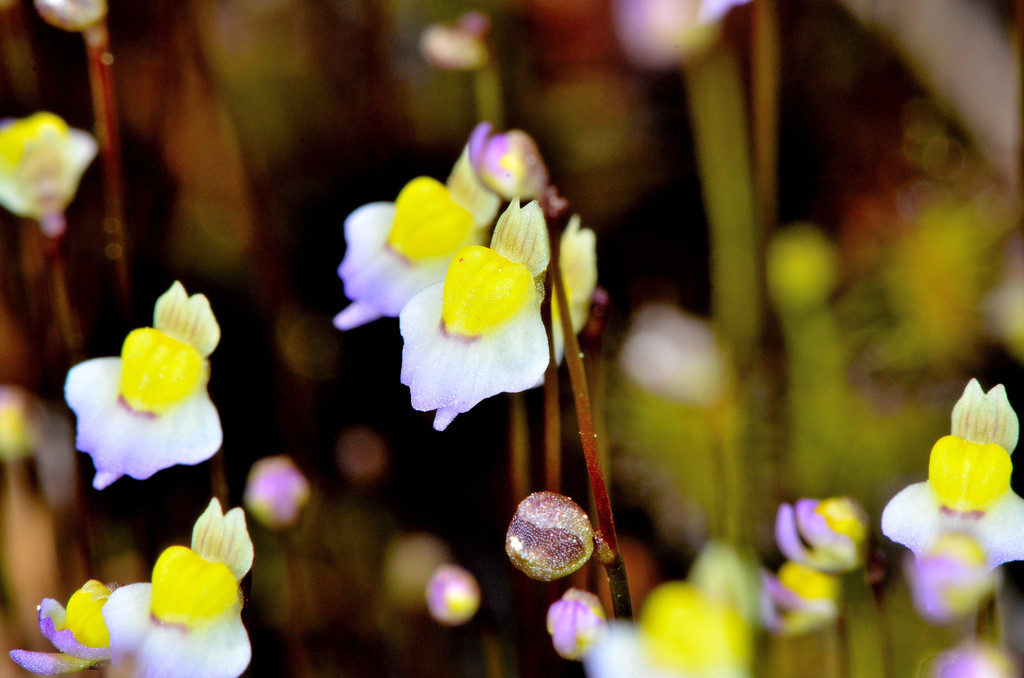 Utricularia bisquamata, California perennial