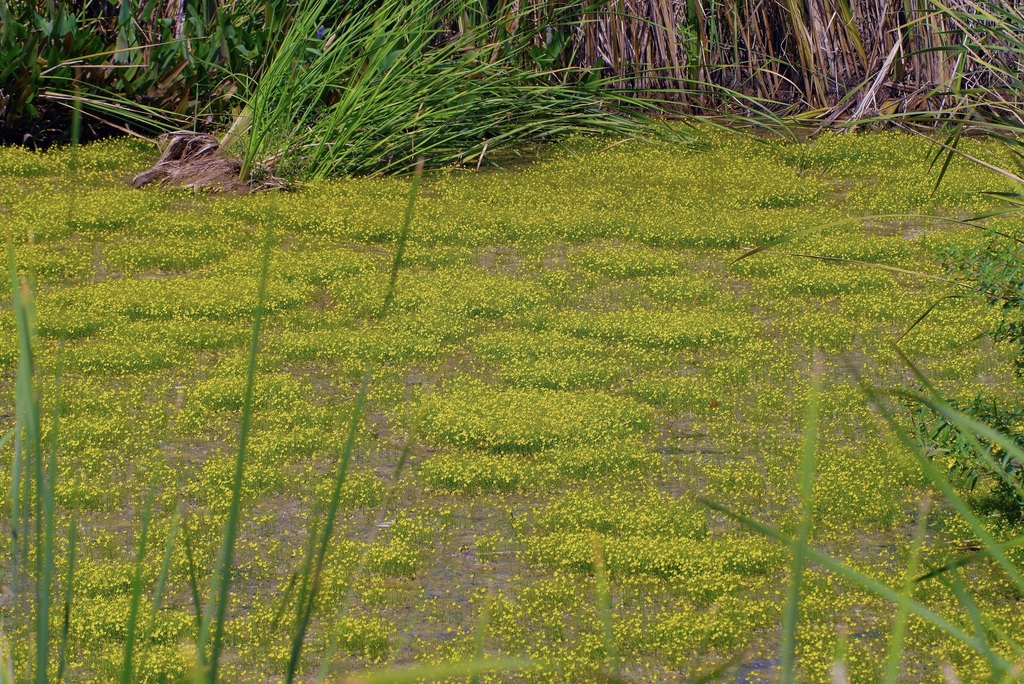 Utricularia gibba (Gibbous bladderwort), native California herb