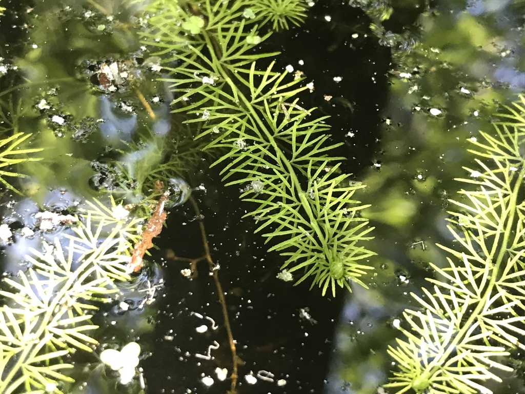 Utricularia intermedia (Flat-leaved bladderwort), native California herb