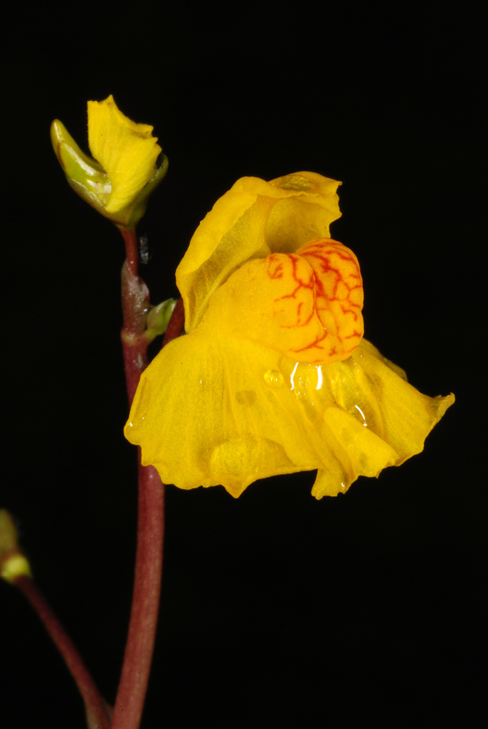 Utricularia macrorhiza (Common bladderwort), native California herb