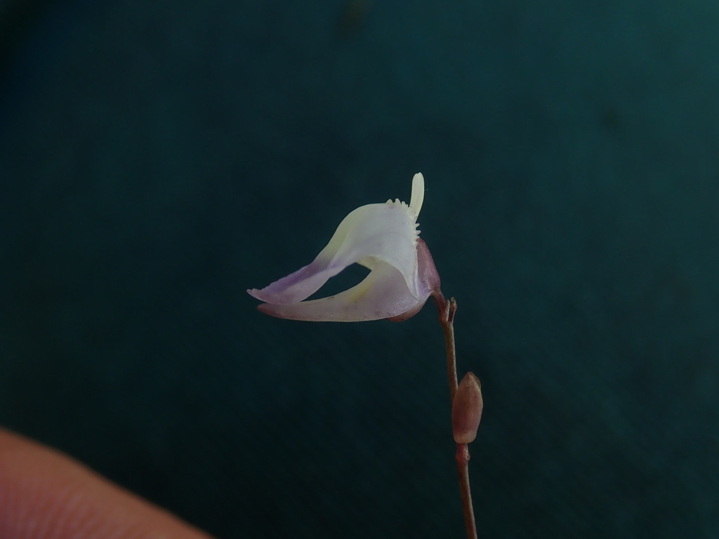 Utricularia minor (Lesser bladderwort), native California herb