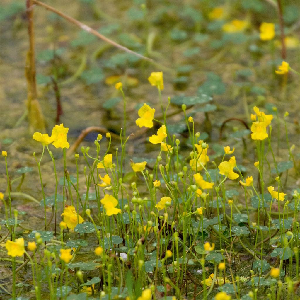 Utricularia ochroleuca (Cream-flowered bladderwort), native California herb