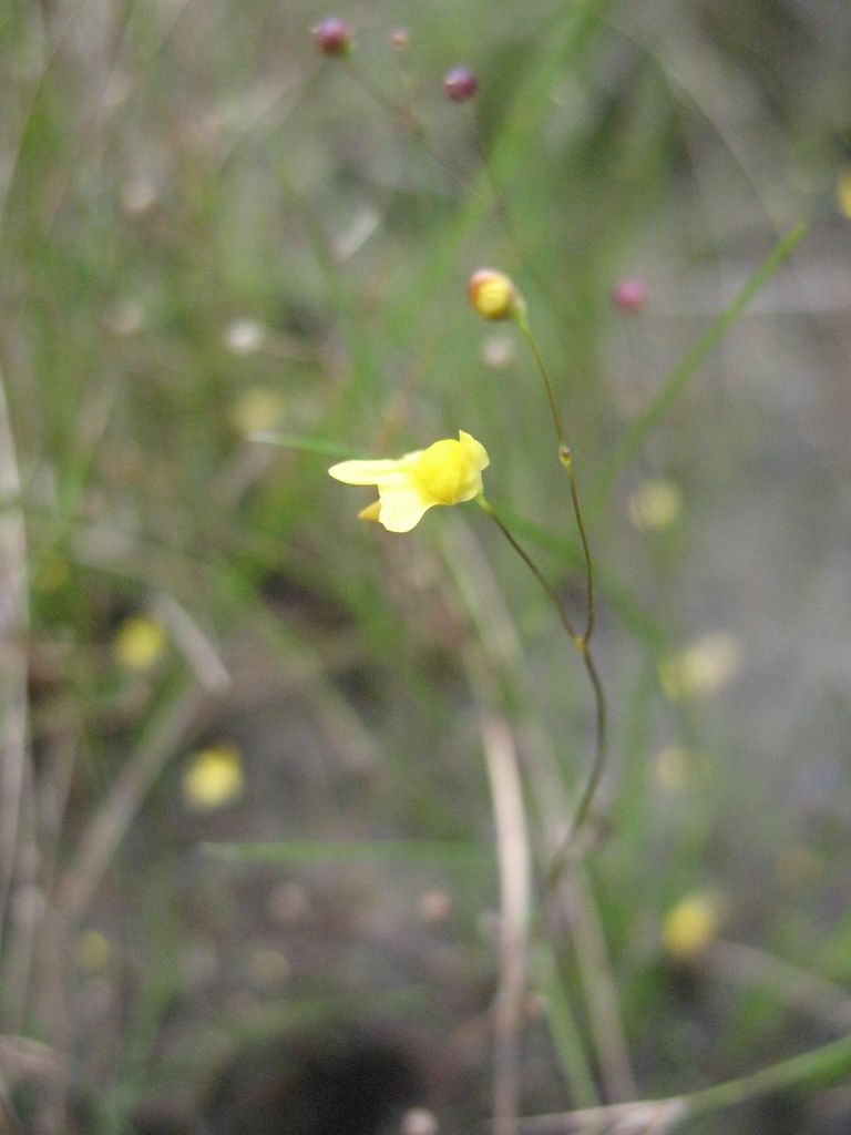 Utricularia subulata (Zigzag bladderwort), non-native California herb