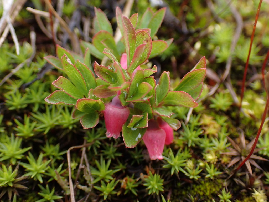 Vaccinium cespitosum (Dwarf bilberry), native California shrub