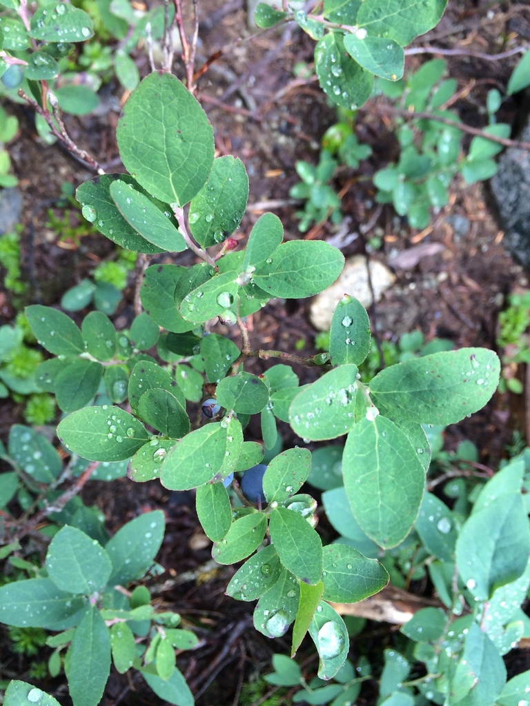 Vaccinium deliciosum (Cascade bilberry), native California shrub
