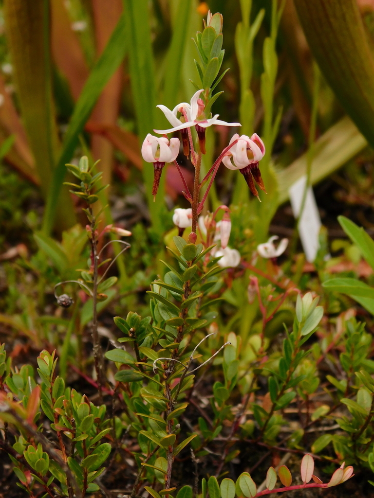 Vaccinium macrocarpon (Cranberry), non-native California shrub