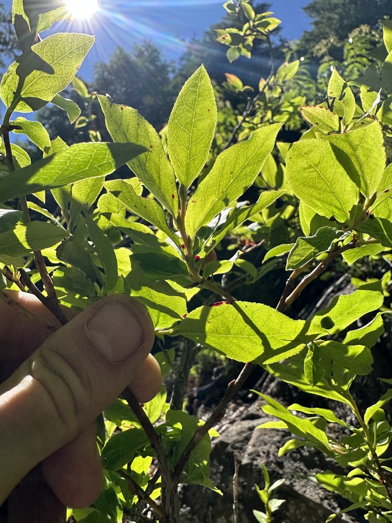 Vaccinium coccineum (Siskiyou Mountains huckleberry), California shrub